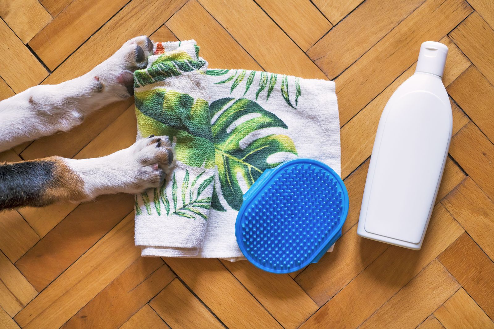 Dog paws beside a brush, towel and grooming bottle